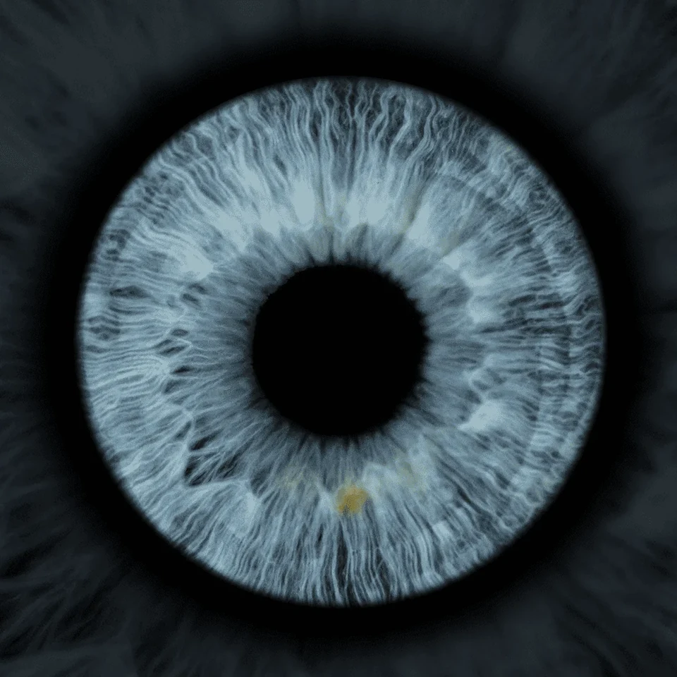 Photographie macro originale d’un iris bleu, révélant ses fibres et ses nuances.