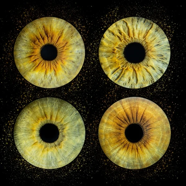 Quatre iris aux nuances dorées, organisés en carré dans Quatro Dusty.