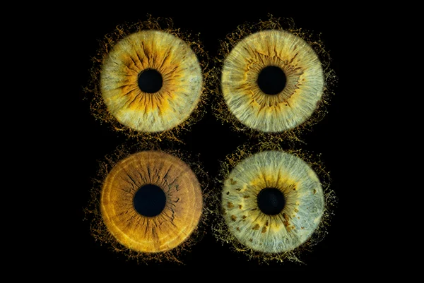 Quatre iris dorés et bleus entourés de particules sur fond noir.