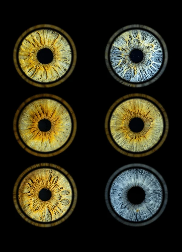 Six iris réunis en trois rangées de deux dans une œuvre familiale.