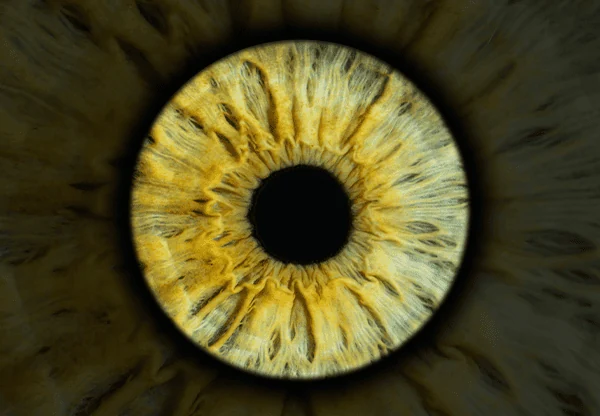 Un iris doré et vert, photographié en macro, dans la création Solo Halo.