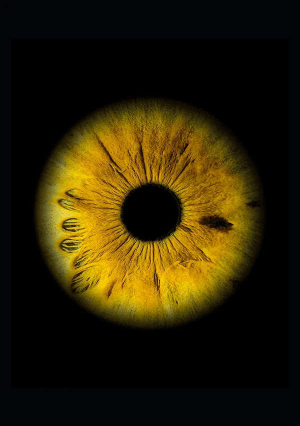 Un iris aux nuances dorées sur fond noir.